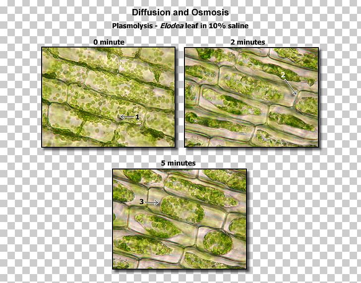 Plasmolysis Plant Cell Microscope Biology PNG, Clipart, Biology, Cell, Cell Membrane, Elodea Canadensis, Grass Free PNG Download