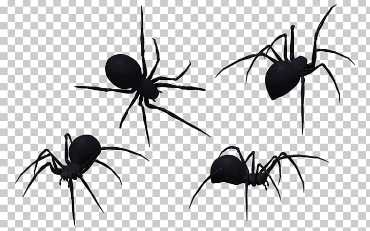 Redback Spider Southern Black Widow Brown Widow PNG, Clipart, Ant, Arachnid, Arthropod, Black And White, Black Widow Spider Art Free PNG Download