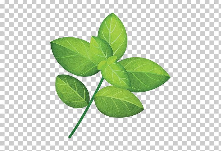 Basil Herb Seed Plant Stem PNG, Clipart, Annual Plant, Basil, Edible Flower, Food Drinks, Herb Free PNG Download