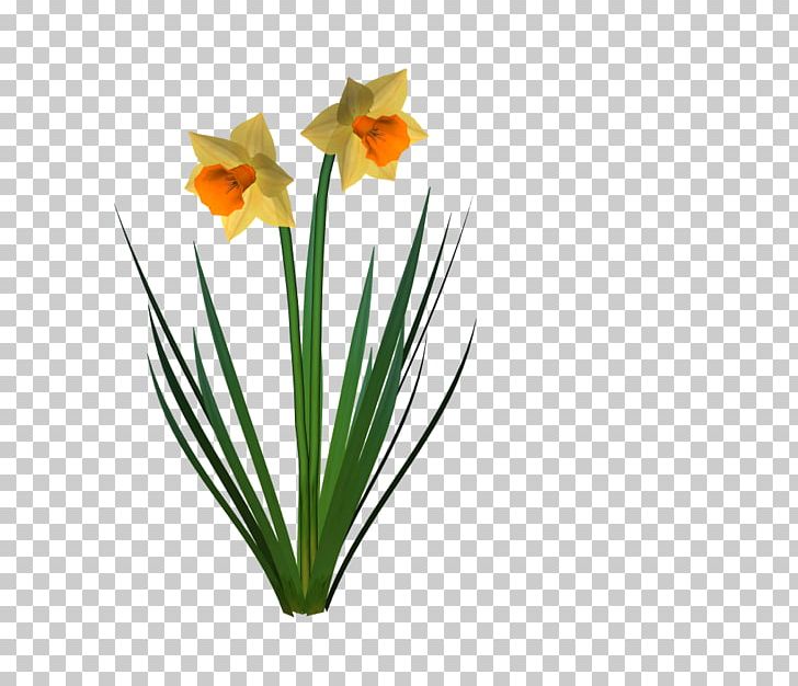 Daffodil Cut Flowers Plant PNG, Clipart, Amaryllis, Amaryllis Family, Cut Flowers, Daffodil, Flora Free PNG Download