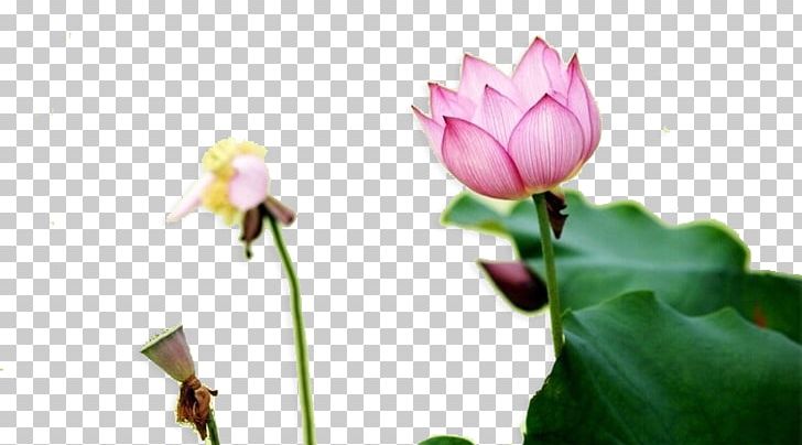 Nelumbo Nucifera Water Lilies Lotus Effect Lotus Root PNG, Clipart, Aquatic Plant, Autumn Leaf, Bud, Chinese, Chinese Style Free PNG Download