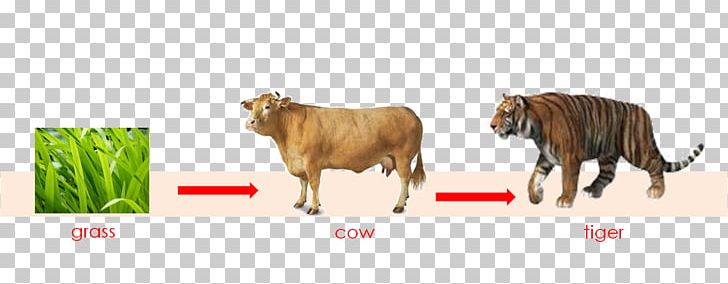 Cattle Tiger Food Chain Food Web PNG, Clipart, Animal, Animals, Cattle, Cattle Like Mammal, Chain Free PNG Download