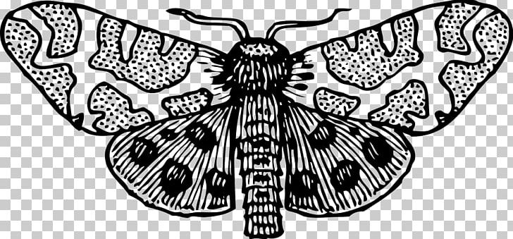 Giant Leopard Moth Luna Moth PNG, Clipart, Arthropod, Attacus Atlas, Black And White, Brush Footed Butterfly, Butterfly Free PNG Download