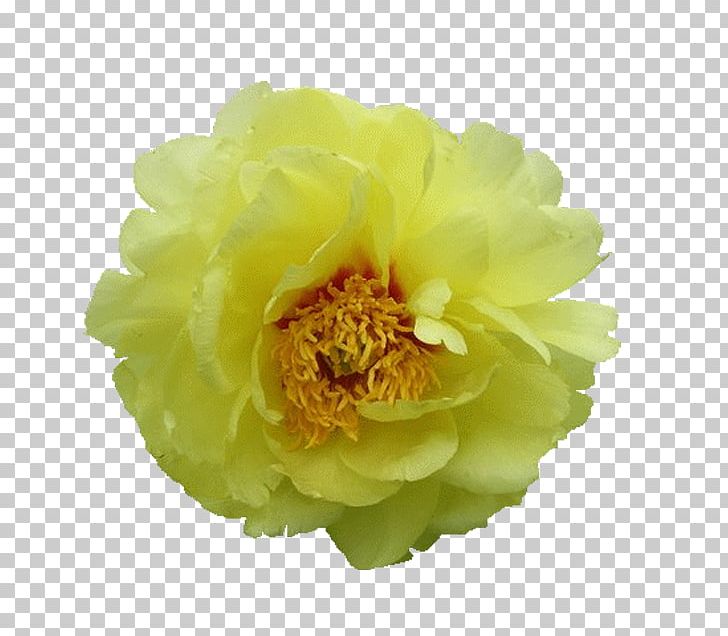 Moutan Peony PNG, Clipart, Annual Plant, Blog, Clip Art, Computer Icons, Dia Free PNG Download