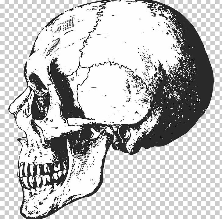Skull Human Skeleton Bone Anatomy PNG, Clipart, Anatomy, Black And White, Bone, Color, Drawing Free PNG Download