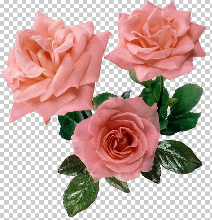 Still Life: Pink Roses Pink Flowers Cabbage Rose PNG, Clipart, Artificial Flower, Beach Rose, Blue Rose, China Rose, Cut Flowers Free PNG Download