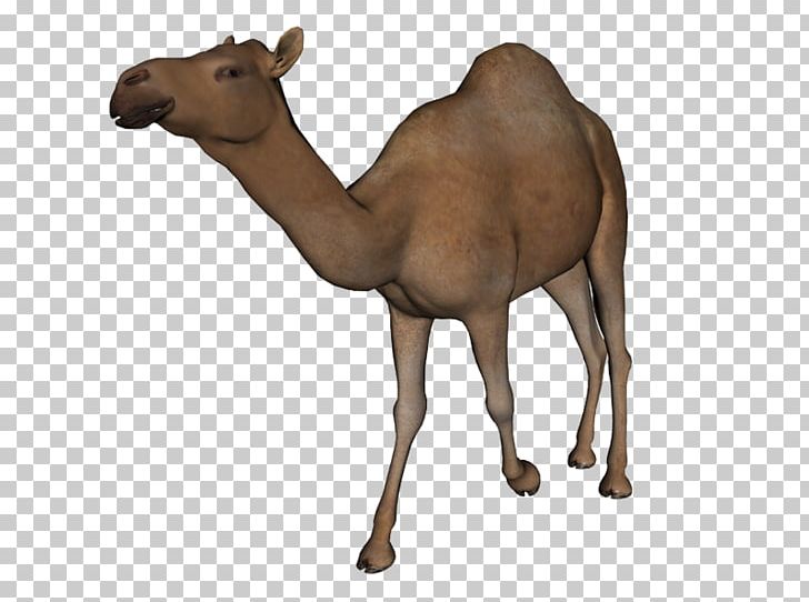 Camel PNG, Clipart, Arabian Camel, Camel, Camel Like Mammal, Cattle Like Mammal, Computer Icons Free PNG Download