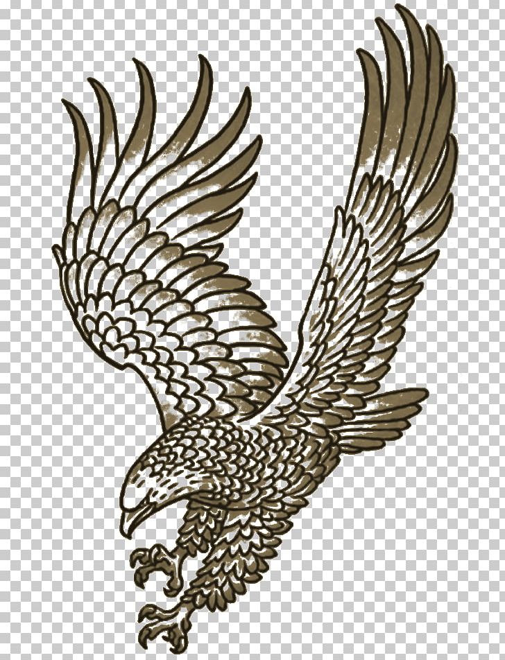 Eagle Hawk Line Art Beak Feather PNG, Clipart, Animals, Beak, Bird, Bird Of Prey, Black And White Free PNG Download