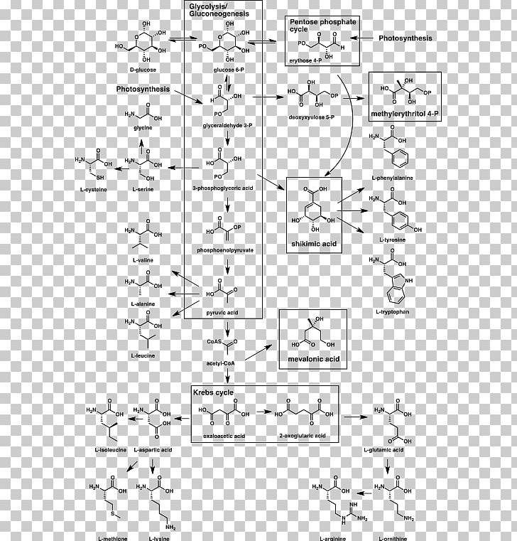 Biosynthesis Secondary Metabolite Natural Product Organism PNG, Clipart, Amino Acid, Angle, Area, Biogenesis, Biosynthesis Free PNG Download