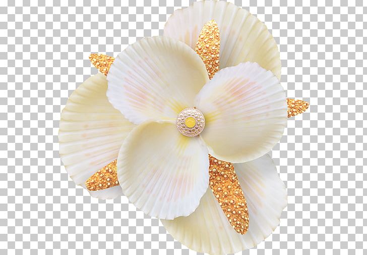 Shell Icon PNG, Clipart, Cut Flowers, Download, Egg Shell, Encapsulated Postscript, Flower Free PNG Download