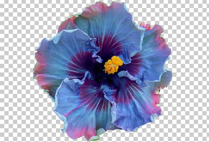 Shoeblackplant Perennial Plant Flower Seed Blue Hibiscus PNG, Clipart, Annual Plant, Blue, Chinese Hibiscus, Cut Flowers, Dust Free PNG Download
