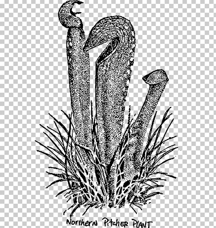 Drawing Purple Pitcher Plant Line Art PNG, Clipart, Black And White, Carnivorous Plant, Drawing, Flora, Flower Free PNG Download