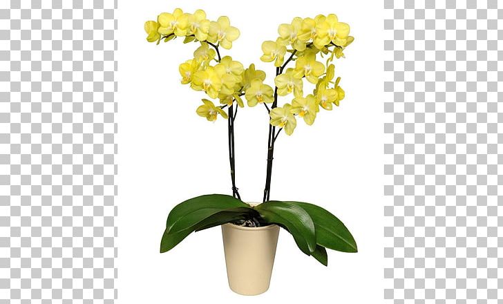 Moth Orchids Cut Flowers Flowering Plant PNG, Clipart, Artificial Flower, Cattleya, Cattleya Orchids, Cut Flowers, Flora Free PNG Download