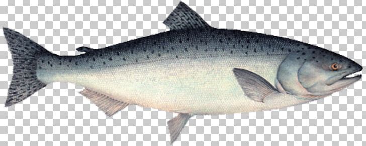 Sardine Coho Salmon Chinook Salmon Food PNG, Clipart, Animal Figure, Bony Fish, Brown Trout, Chinookan Peoples, Chinook Salmon Free PNG Download