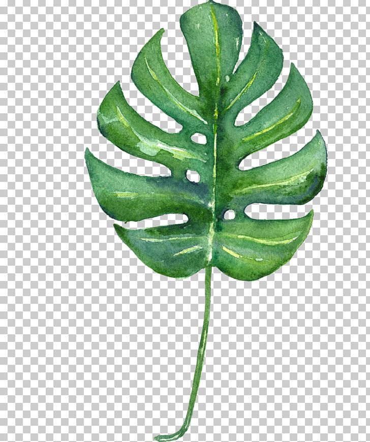 Swiss Cheese Plant Tropics Leaf Watercolor Painting Printmaking PNG, Clipart, Art, Botanical Illustration, Botany, Canvas, Leaf Free PNG Download