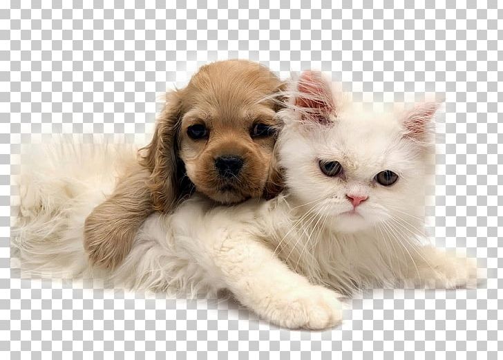 Kitten Puppy Golden Retriever Chow Chow Jack Russell Terrier PNG, Clipart, Animals, Carnivoran, Cat, Cat Like Mammal, Chow Chow Free PNG Download