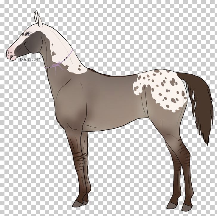 Mane Mustang Pony Stallion Halter PNG, Clipart,  Free PNG Download