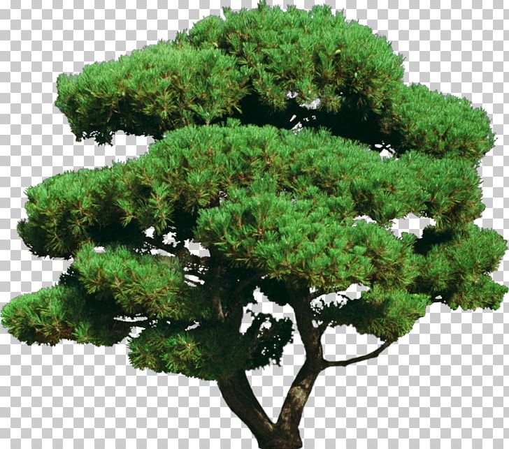 Tree Shrub Ornamental Plant Bonsai PNG, Clipart, Air, Animal, Bonsai, Bush, Conifer Free PNG Download