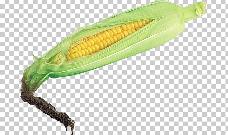 Corn On The Cob Sweet Corn PNG, Clipart, Cereal, Commodity, Corn, Corn On The Cob, Food Free PNG Download
