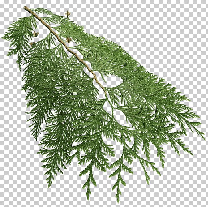 Fir Spruce Western Redcedar Cupressus Tree PNG, Clipart, Arborvitae, Branch, Cedar, Column, Conifer Free PNG Download