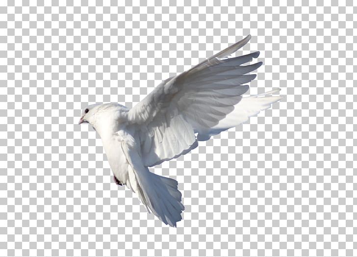 Rock Dove Columbidae Bird Flight PNG, Clipart, Animals, Beak, Bird, Columba, Doves As Symbols Free PNG Download