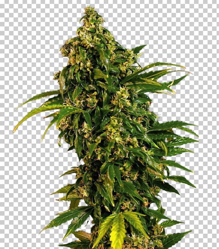 White Widow Marijuana Skunk Cannabis Sativa Seed PNG, Clipart, Animals, Blossom, Cannabis, Cannabis Sativa, Critical Mass Free PNG Download