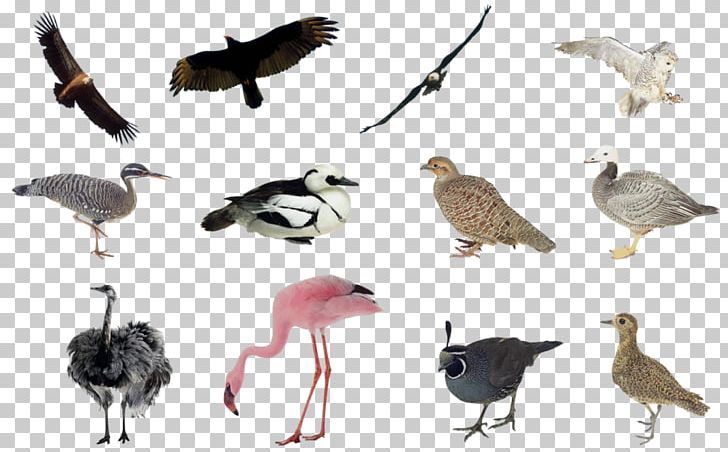 Bird Landscape Architecture Drawing PNG, Clipart, Animals, Architectural Drawing, Architectural Rendering, Architecture, Beak Free PNG Download