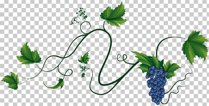 Common Grape Vine Wine Grape Leaves Zante Currant PNG, Clipart, Branch, Dish, Flora, Flower, Flowering Plant Free PNG Download