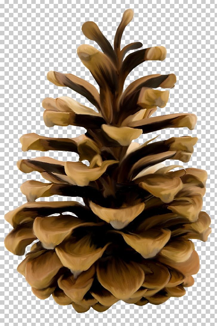 Conifer Cone Pine Shape Flower PNG, Clipart, Cone, Conifer, Conifer Cone, Conifers, Flower Free PNG Download