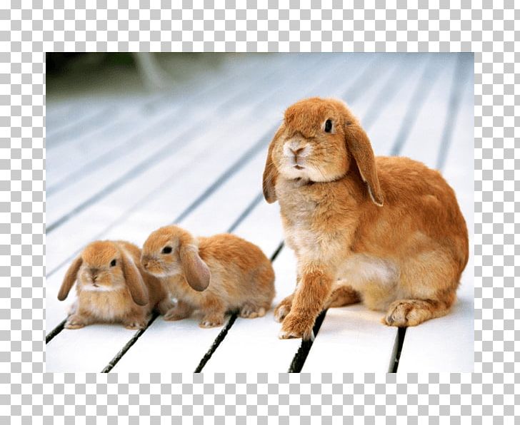 Holland Lop Baby Bunnies Domestic Rabbit Flemish Giant Rabbit PNG, Clipart, Animal, Animals, Baby Bunnies, Blanc De Hotot, Breed Free PNG Download