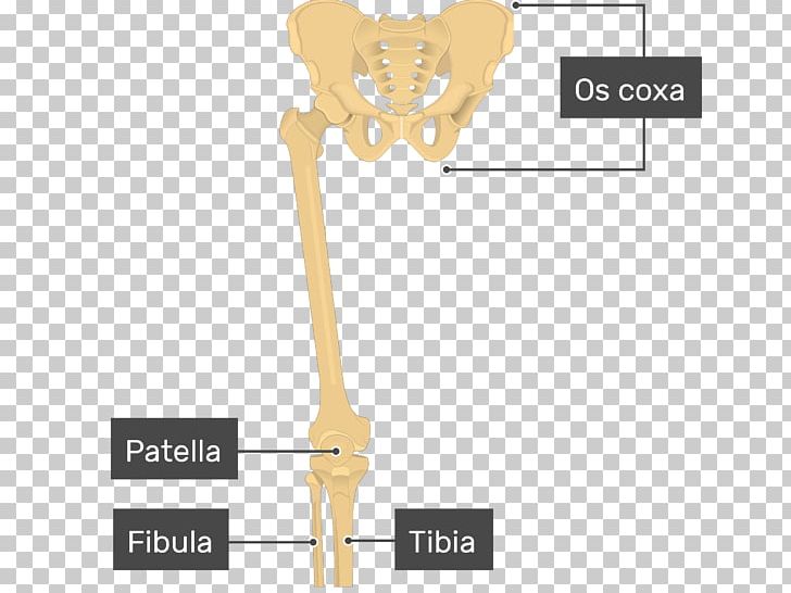 Joint Patella Femur Bone Tibia PNG, Clipart, Angle, Bone, Chondromalacia Patellae, Femur, Fibula Free PNG Download