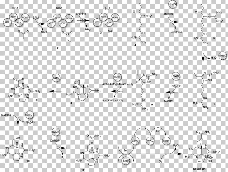 Saxitoxin Paralytic Shellfish Poisoning Chemical Synthesis Neurotoxin Tetrodotoxin PNG, Clipart, Angle, Biosynthesis, Black And White, Bluegreen Bacteria, Chemical Substance Free PNG Download