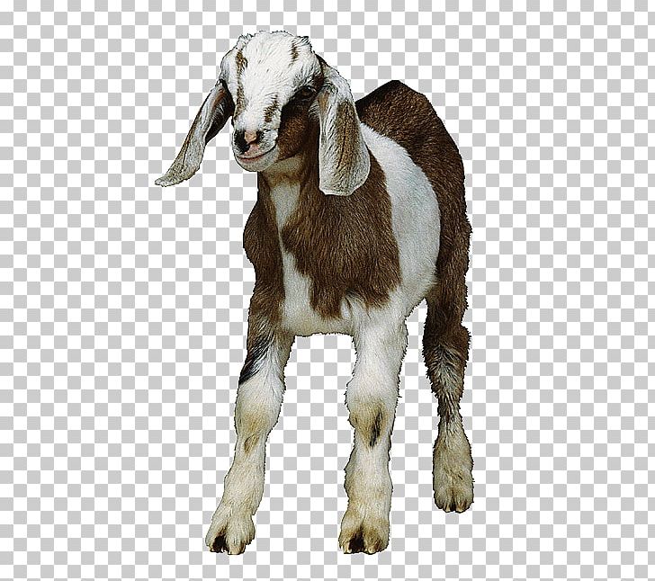 Sheep Goat PNG, Clipart, Animal, Asia Map, Cattle Like Mammal, Cow Goat Family, Designer Free PNG Download