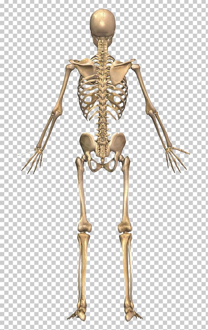 The Skeletal System Human Skeleton Human Back Human Body PNG, Clipart, Anatomy, Appendicular ...