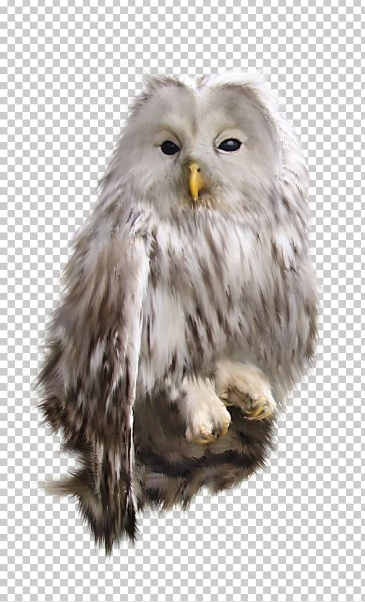 Bird Snowy Owl PNG, Clipart, Animal, Animals, Beak, Bird, Bird Of Prey Free PNG Download