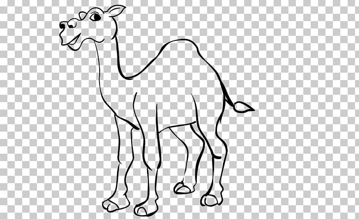 Dromedary Drawing Wildlife Line Art PNG, Clipart, Animal, Animal Figure, Arabian Camel, Artwork, Black And White Free PNG Download