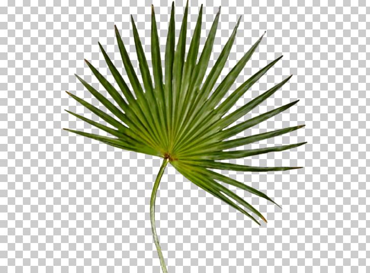 Arecaceae Palm-leaf Manuscript Ligustrum Ovalifolium Plant PNG, Clipart, Arecaceae, Arecales, Bahar, Bahar Cicekleri, Bitki Resimleri Free PNG Download