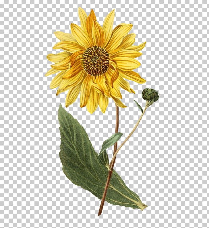 Botanical Illustration Botany Common Sunflower Helianthus Atrorubens PNG, Clipart, Art, Botanical Illustration, Botanical Illustrator, Botany, Common Sunflower Free PNG Download