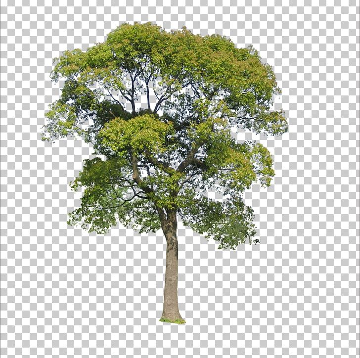 Tree Icon PNG, Clipart, Autumn Tree, Branch, Christmas Tree, Data, Display Resolution Free PNG Download