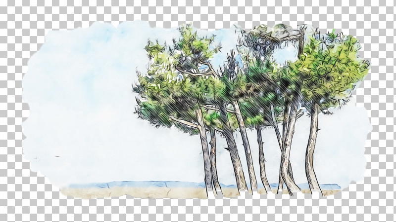 Pine Pine Family PNG, Clipart, Paint, Pine, Pine Family, Watercolor, Wet Ink Free PNG Download