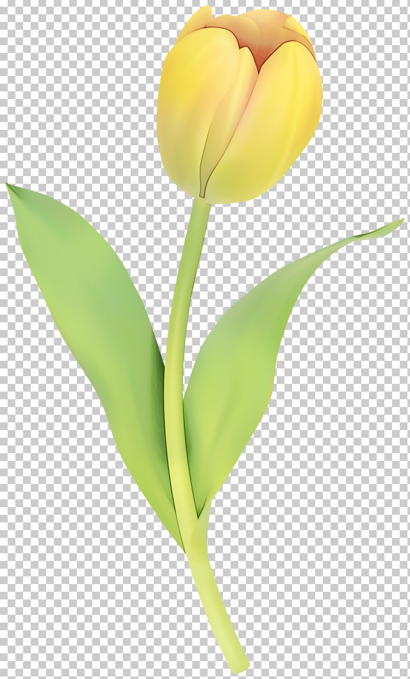 Tulip Still Life Photography Cut Flowers Plant Stem PNG, Clipart, Anthurium, Artificial Flower, Arum Family, Cut Flowers, Flower Free PNG Download
