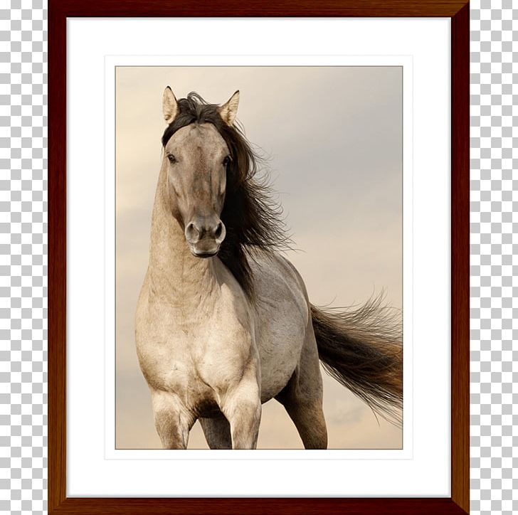 Desktop Arabian Horse Horses Free Live HD Mobile Phones Android PNG, Clipart, Android, Arabian Horse, Black, Bridle, Desktop Wallpaper Free PNG Download