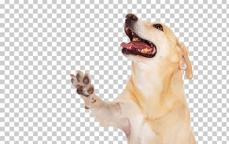 Dog Paw Cat Photography PNG, Clipart, Animals, Carnivoran, Cat, Claw, Companion Dog Free PNG Download