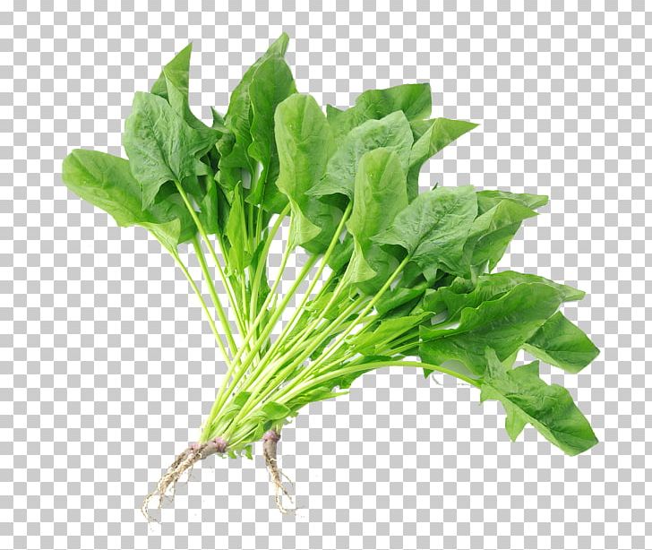 Spinach Chard Vegetable Komatsuna PNG, Clipart, Background Green, Chard, Choy Sum, Designer, Food Free PNG Download