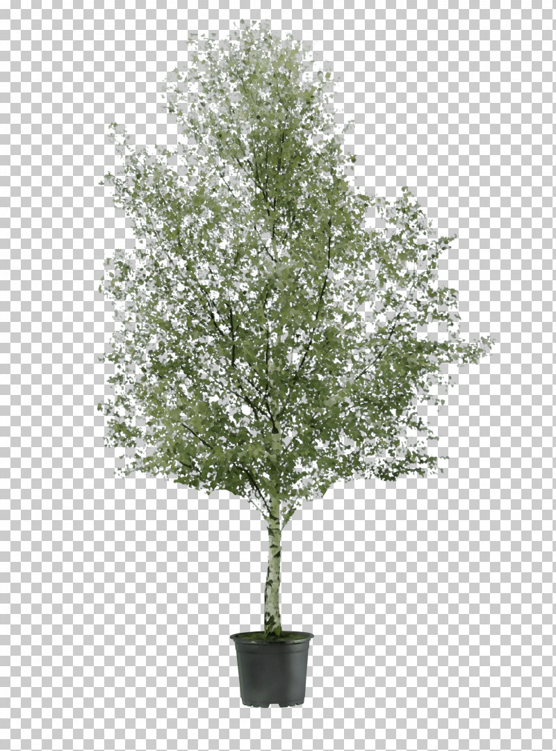 Plane PNG, Clipart, Birch, Branch, Canoe Birch, Flower, Mock Orange Free PNG Download