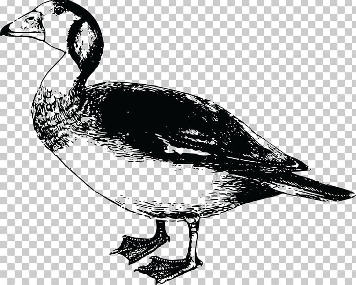 Africa Goose Bird Duck PNG, Clipart, Africa, Anatidae, Animal, Animals, Beak Free PNG Download