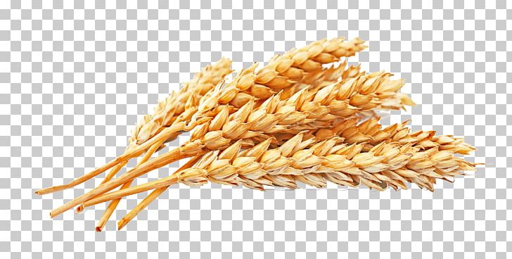 Atta Flour White Bread Whole-wheat Flour Wheat Berry Whole Grain PNG, Clipart, Agriculture, Atta Flour, Cereal, Cereal Germ, Commodity Free PNG Download