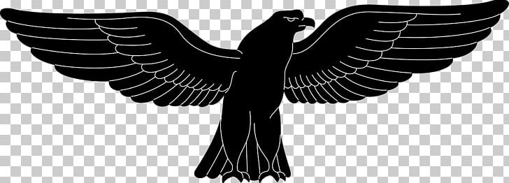 Eagle Northern Goshawk Black Sparrowhawk Bird PNG, Clipart, Accipitrinae, Animals, Beak, Bird, Bird Of Prey Free PNG Download