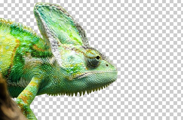 Lizard Reptile Chameleons Veiled Chameleon Snake PNG, Clipart, African Chameleon, Animals, Chameleon, Chameleons, Common Iguanas Free PNG Download
