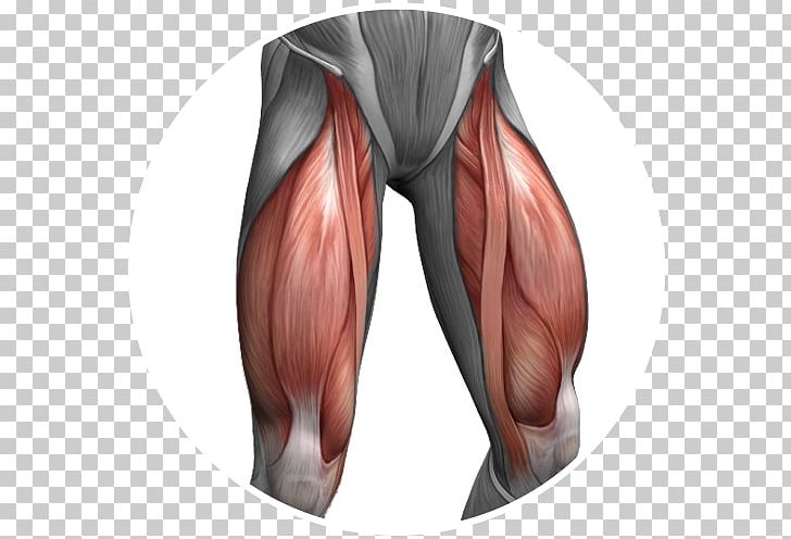 Quadriceps Femoris Muscle Femur Anterior Cruciate Ligament Joint PNG, Clipart, Abdomen, Abdominal External Oblique Muscle, Arm, Biceps Femoris Muscle, Deltoid Muscle Free PNG Download